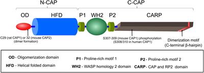 CAPt’n of Actin Dynamics: Recent Advances in the Molecular, Developmental and Physiological Functions of Cyclase-Associated Protein (CAP)